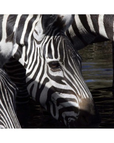 Tableau photo zèbres toile imprimée 50x30cm