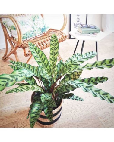 Plante d'intérieur calathea lancifolia sans cache-pot