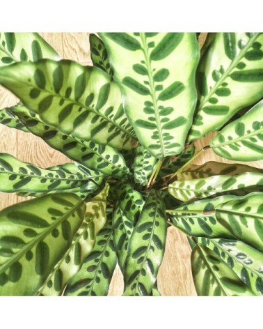 Plante d'intérieur calathea lancifolia sans cache-pot